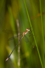 Lestes plagiatus