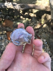 Isognomon alatus
