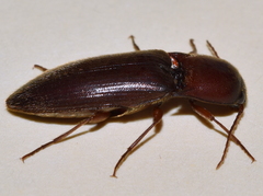 Elaterini