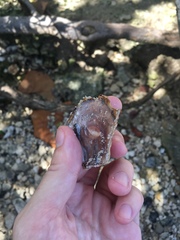 Isognomon alatus