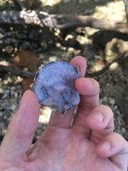 Isognomon alatus