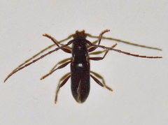 Anopliomorpha hirsuta