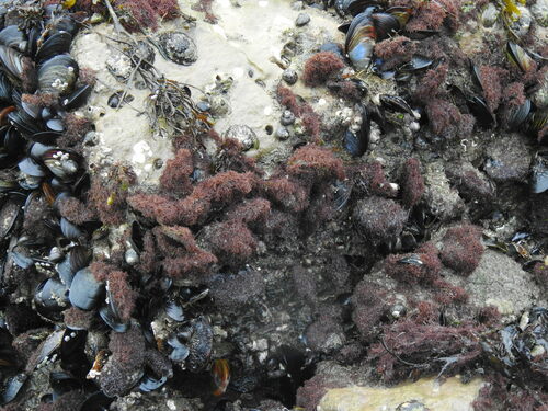 Caulacanthus ustulatus observed 2025-01-10
