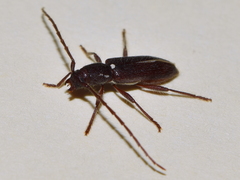 Anopliomorpha hirsuta