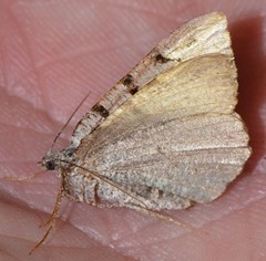 Macaria bitactata