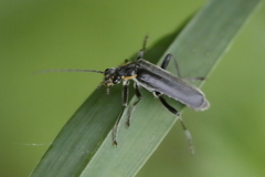 Cantharis obscura