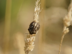 Eurygaster testudinaria