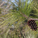 Pinus elliottii - Photo (c) Mary Keim, osa oikeuksista pidätetään (CC BY-NC-SA)