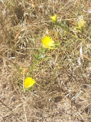 Xanthisma texanum drummondii