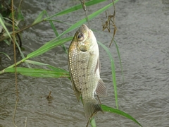 Sarotherodon galilaeus