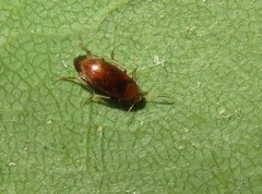 Anaspis flava