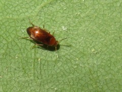 Anaspis flava