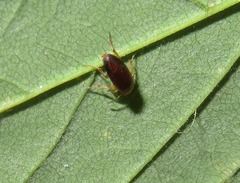 Anaspis flava