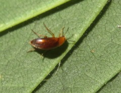 Anaspis flava