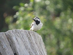 Motacilla alba