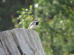 Motacilla alba