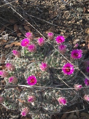 Mammillaria wrightii