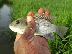 Sarotherodon galilaeus