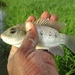 Mango Tilapia - Photo (c) AMADOU BAHLEMAN FARID, some rights reserved (CC BY-NC), uploaded by AMADOU BAHLEMAN FARID