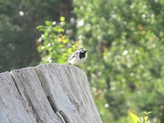Motacilla alba