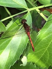 Sympetrum rubicundulum