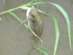 Sarotherodon galilaeus