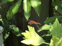 Sympetrum rubicundulum