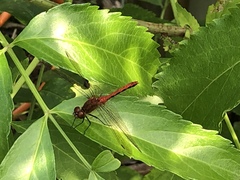 Sympetrum rubicundulum