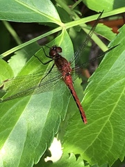 Sympetrum rubicundulum