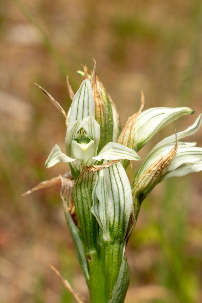 Chloraea philippii