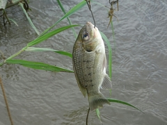 Sarotherodon galilaeus