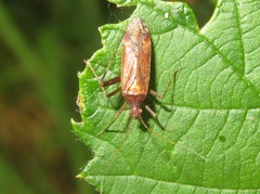 Phytocoris ulmi