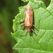 Phytocoris ulmi - Photo (c) Rob Westerduijn, some rights reserved (CC BY-NC), uploaded by Rob Westerduijn