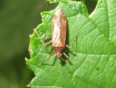 Phytocoris ulmi