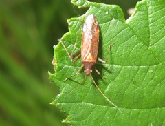 Phytocoris ulmi