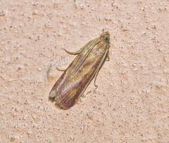 Phycitinae