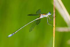 Lestes plagiatus
