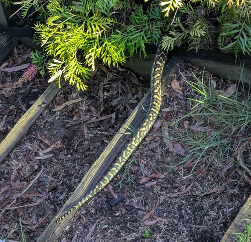 Coastal Carpet Python sighting