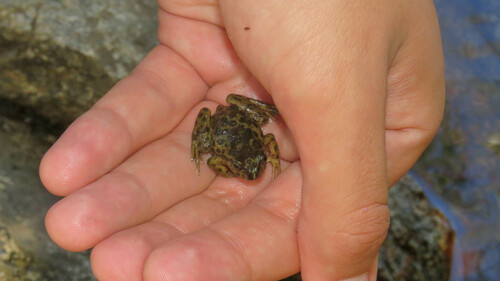 Rio Negro Frog, Atelognathus nitoi