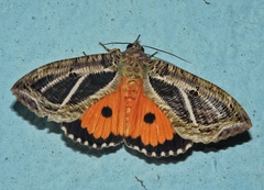 Eudocima materna