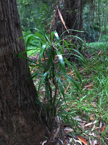 Dracena-preta