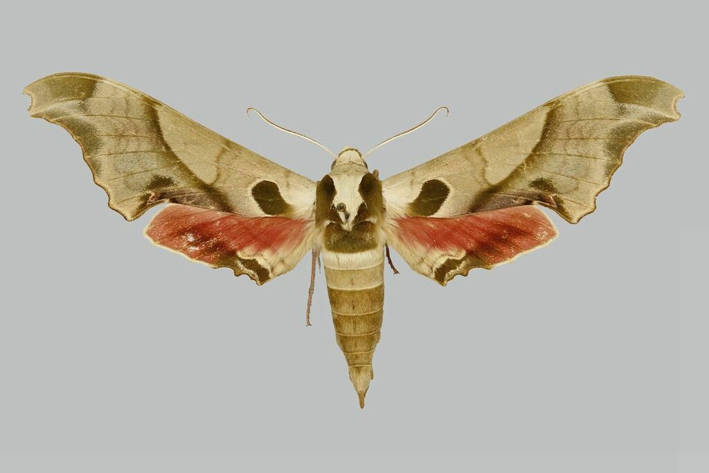 Blanchard's Sphinx Moth