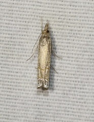 Parapediasia decorellus