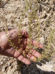 Hedeoma reverchonii