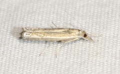 Parapediasia decorellus