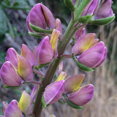 Lupinus polyphyllus polyphyllus