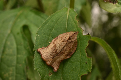 Omnivorous Archips photo 4
