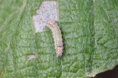 Acoloithus falsarius