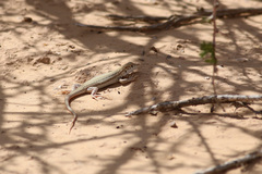 Acanthodactylus boskianus