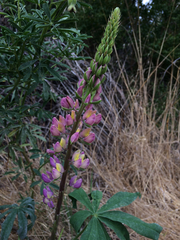 Lupinus polyphyllus polyphyllus